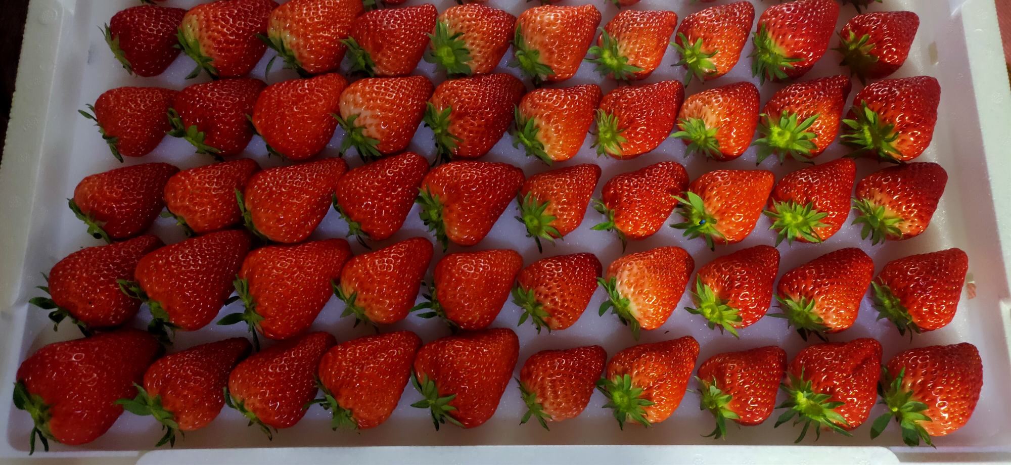 红颜草莓与普通草莓并排摆放,突出红颜草莓较大的果实 红颜草莓与普通草莓对比图