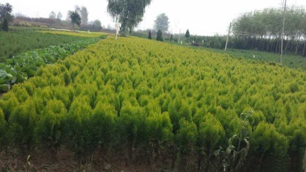 一片大面积连片种植的千头柏幼苗田,苗木排列整齐,行距均匀,采用喷灌系统进行自动化浇水,远处可见管理人员在记录生长数据,土地为沙壤土质地,周边设有防风林带,体现现代化苗圃管理水平 千头柏苗圃规模化种植实景图