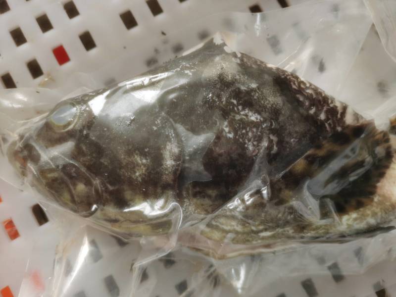 龙胆石斑鱼头龙趸石斑鱼头龙纹斑鱼头500G-700g