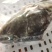 龙胆石斑鱼头龙趸石斑鱼头龙纹斑鱼头500G-700g