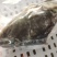 龙胆石斑鱼头龙趸石斑鱼头龙纹斑鱼头500G-700g