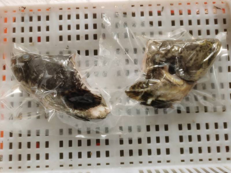 龙胆石斑鱼头龙趸石斑鱼头龙纹斑鱼头500G-700g
