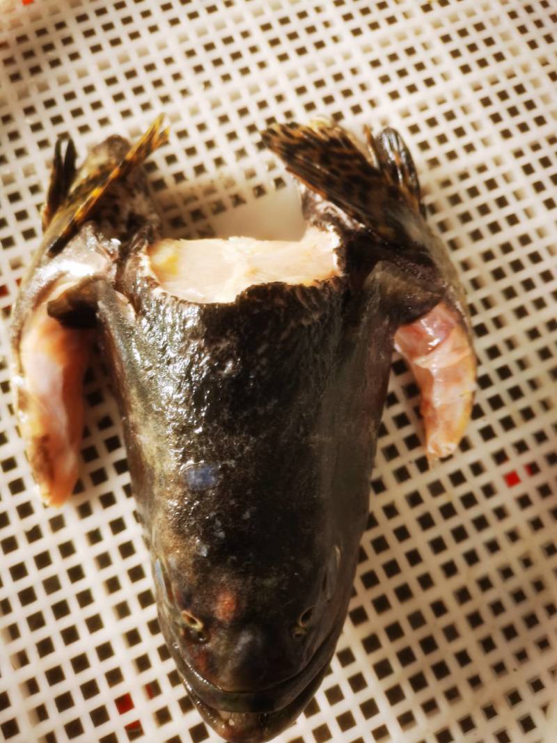 龙胆石斑鱼头龙趸石斑鱼头龙纹斑鱼头500G-700g