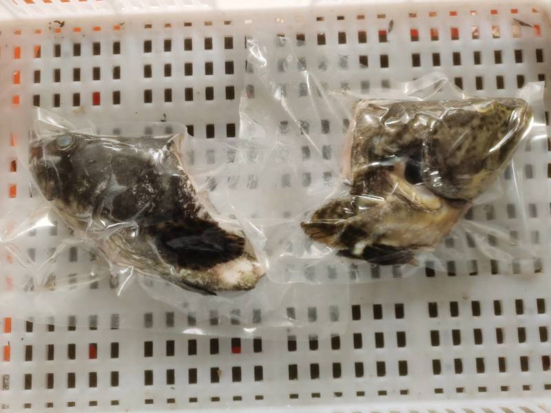 龙胆石斑鱼头龙趸石斑鱼头龙纹斑鱼头500G-700g