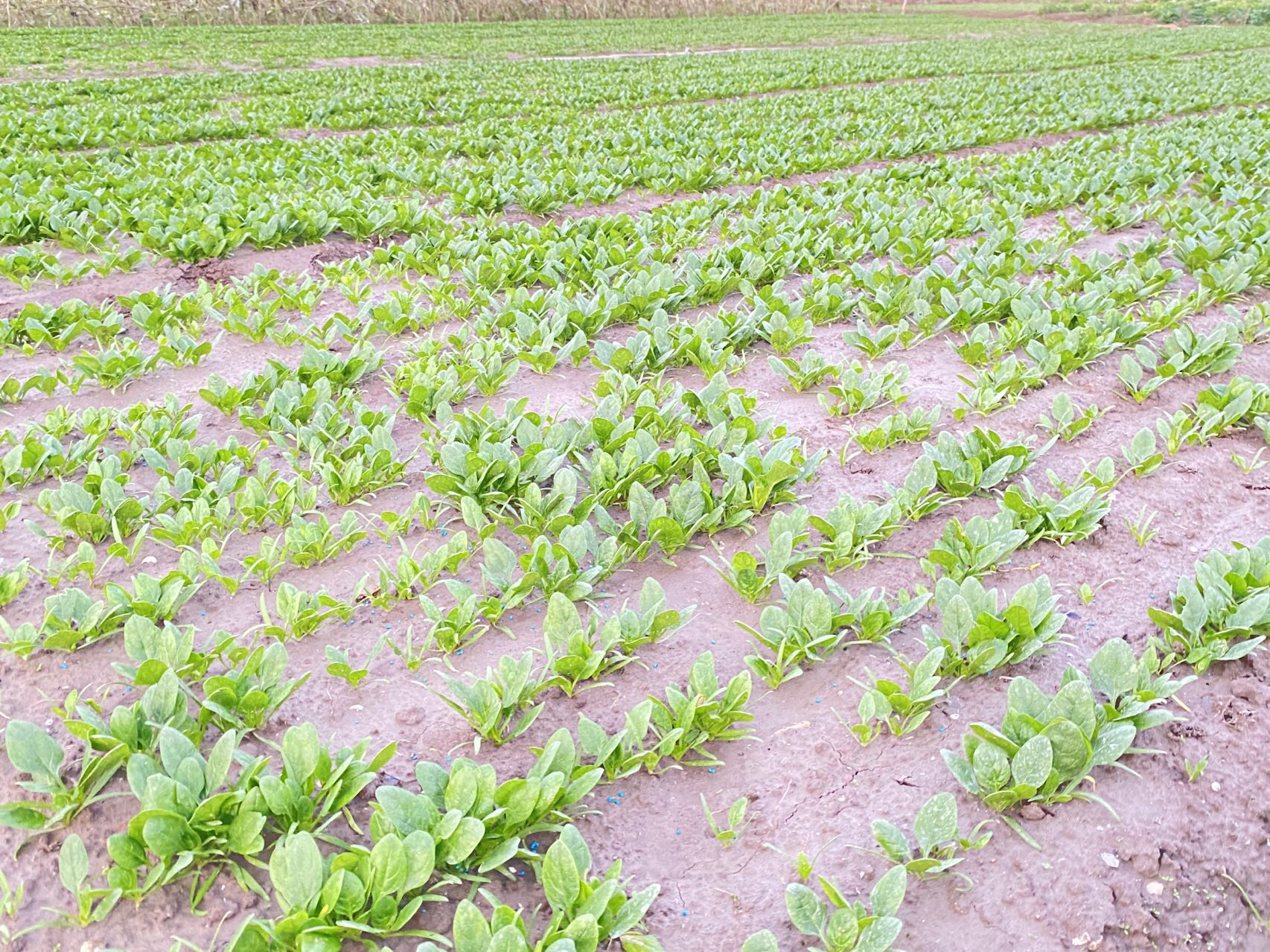 小叶菠菜田间管理实景图