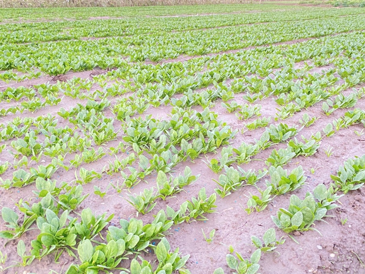 小叶菠菜春季播种场景