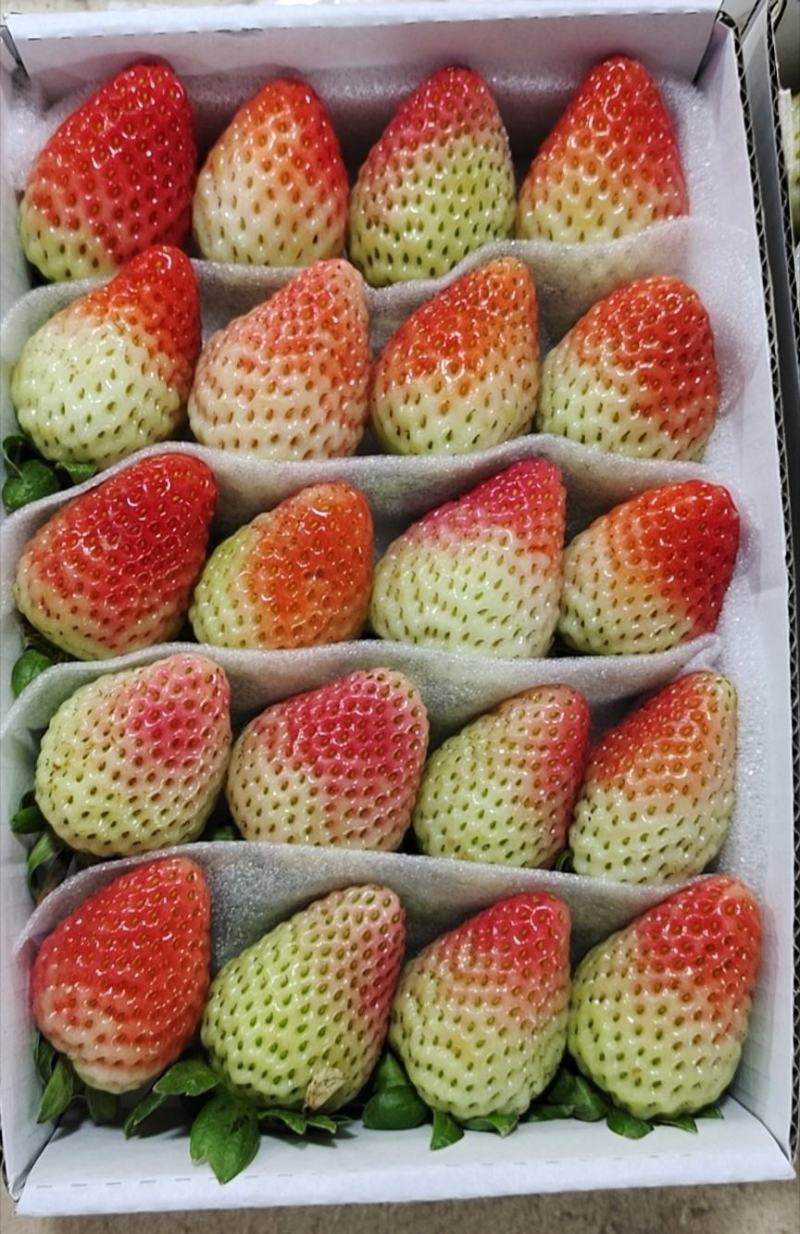 烘焙草莓四季草莓巧克力草莓冬草莓夏草莓甜查理章姬草莓黔莓