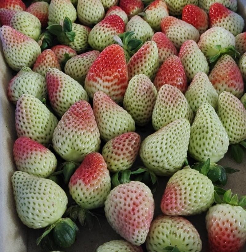 烘焙草莓四季草莓巧克力草莓冬草莓夏草莓甜查理章姬草莓黔莓