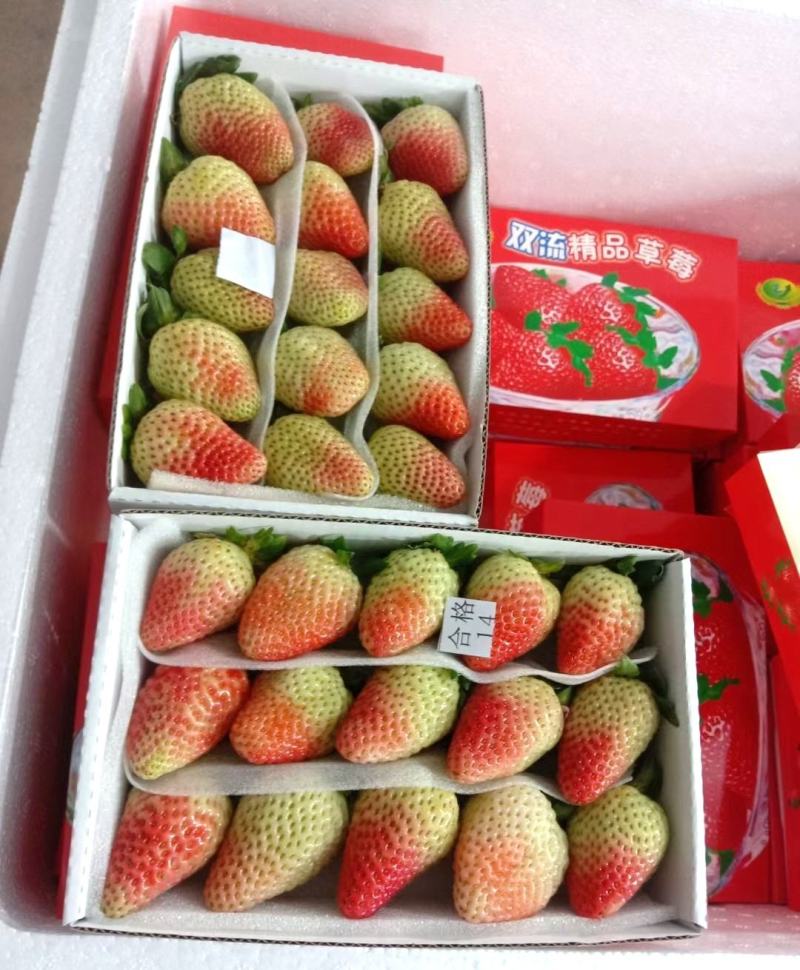 烘焙草莓四季草莓巧克力草莓冬草莓夏草莓甜查理章姬草莓黔莓