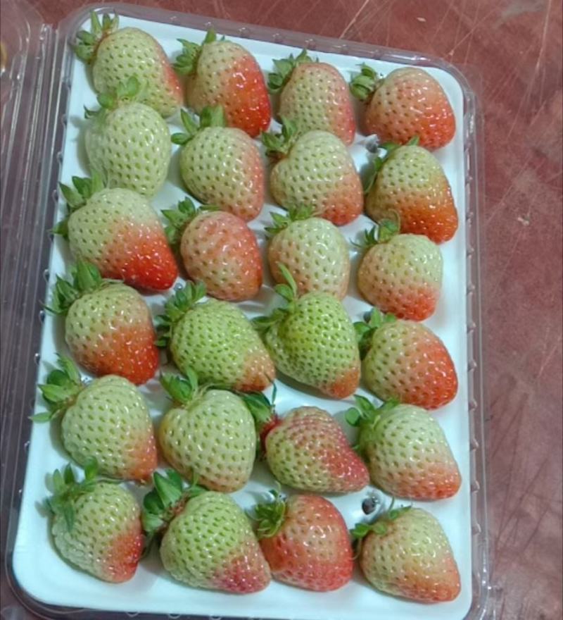 烘焙草莓四季草莓巧克力草莓冬草莓夏草莓甜查理章姬草莓黔莓