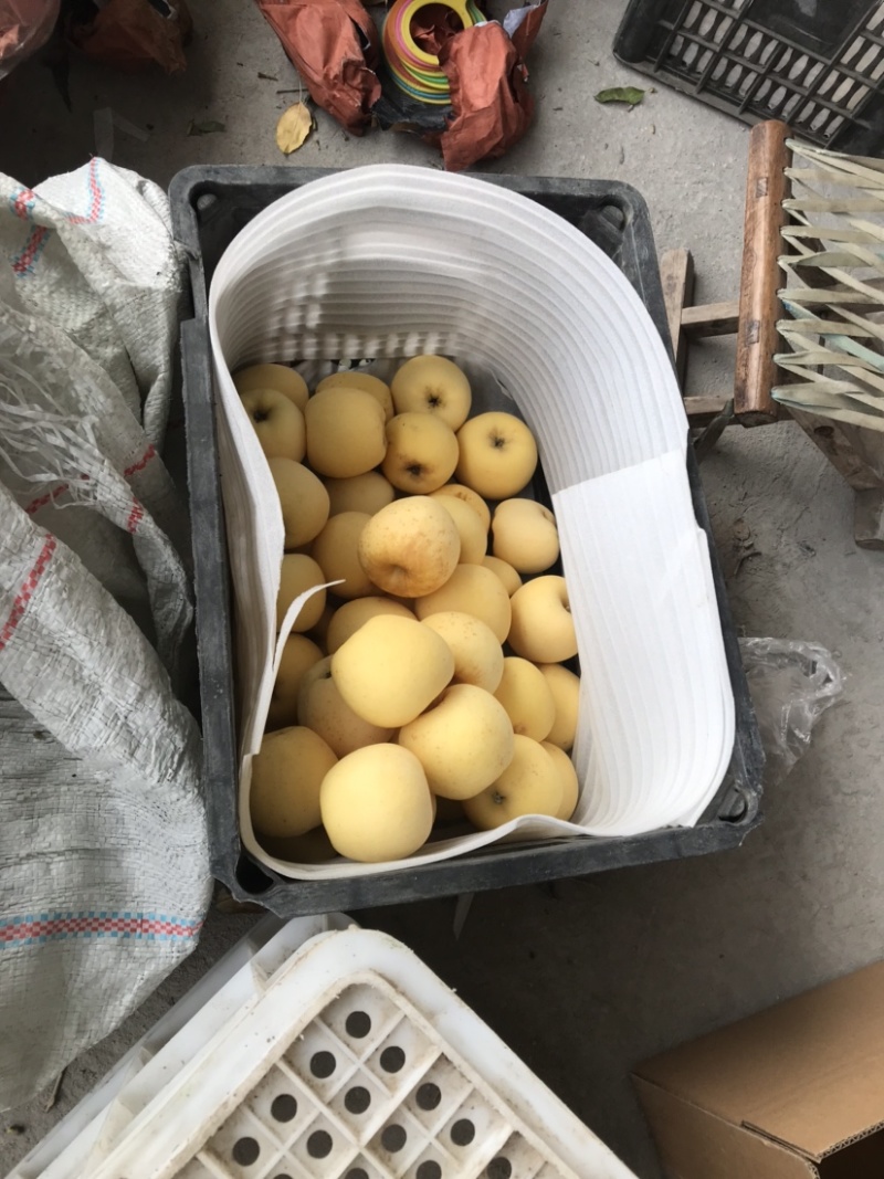 自有基地维纳斯黄金苹果.脆甜多汁香气四溢