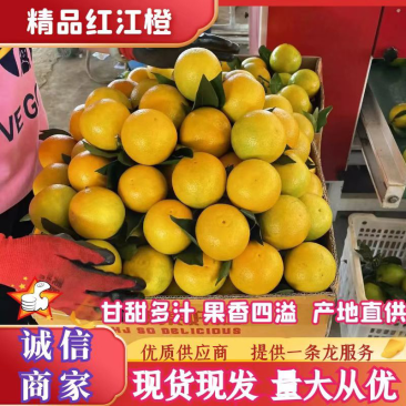 广西扶绥真品红江橙，电商货，场商，欢迎全国客商采购