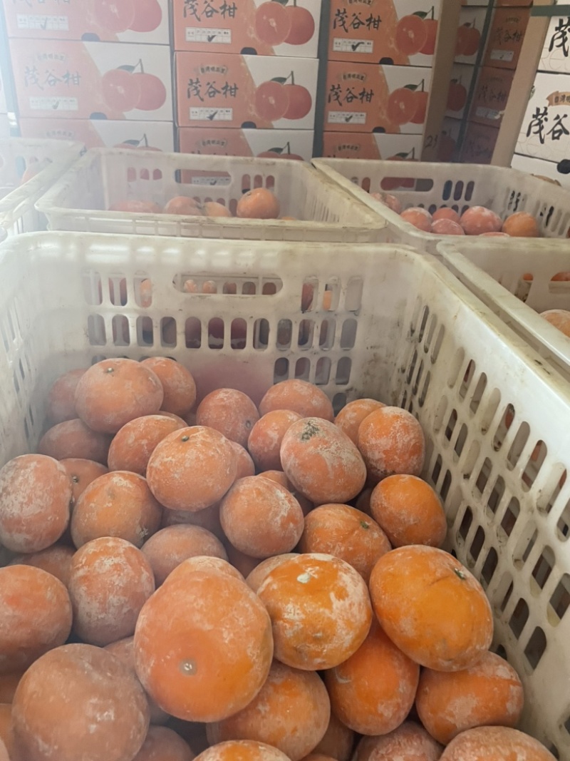 茂谷柑，茂谷柑广西崇左地区货源充足，欢迎您来选购
