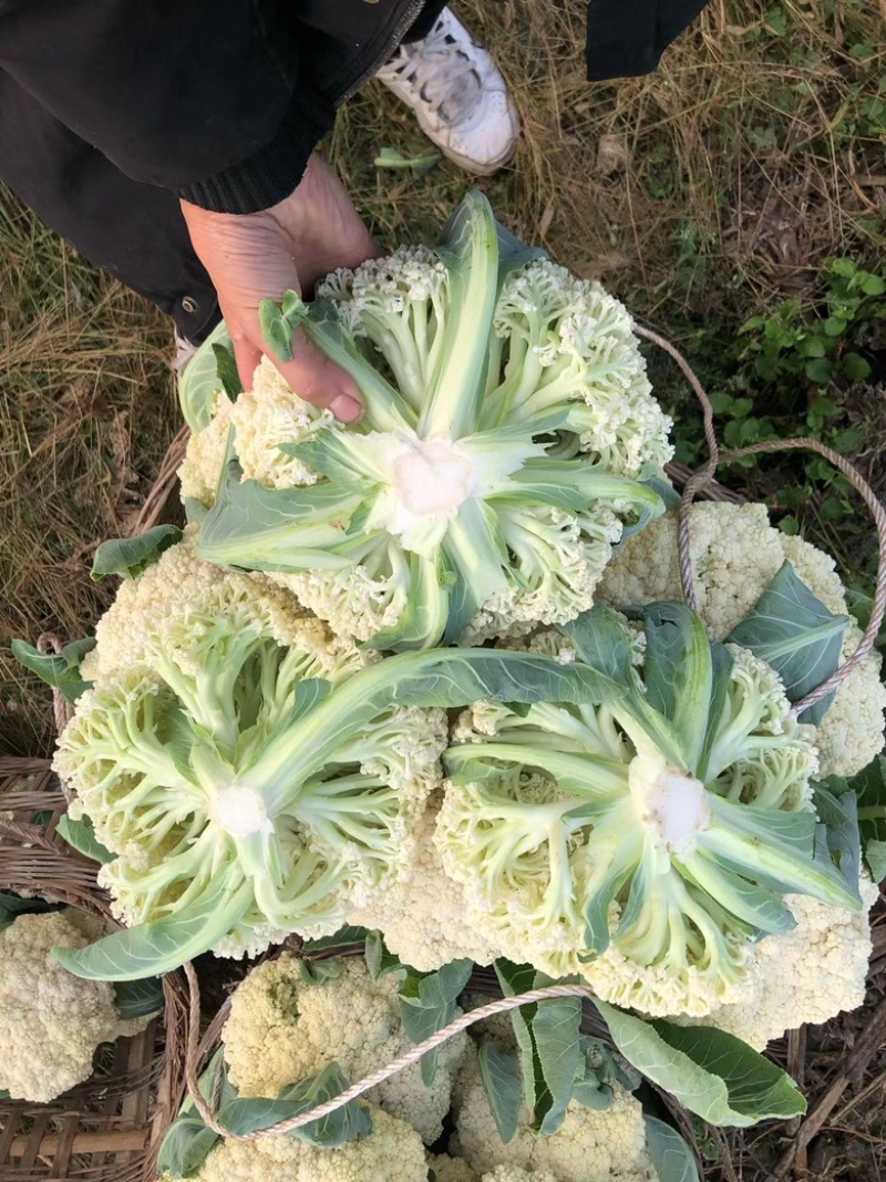 精品花菜-散花可打包-质量非常好-需要的朋友欢迎联系