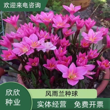 风雨兰种球韭兰花葱兰球根土培盆栽植物室内花卉阳台庭院美化