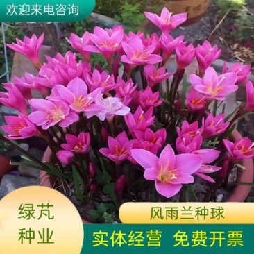 风雨兰种球重瓣韭兰葱兰花苗石蒜庭院花坛四季花卉绿植盆栽种