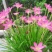 风雨兰种球重瓣韭兰葱兰花苗石蒜庭院花坛四季花卉绿植盆栽种