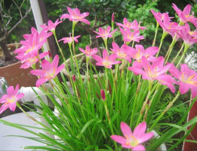 风雨兰种球重瓣韭兰葱兰花苗石蒜庭院花坛四季花卉绿植盆栽种