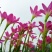 风雨兰种球重瓣韭兰葱兰花苗石蒜庭院花坛四季花卉绿植盆栽种