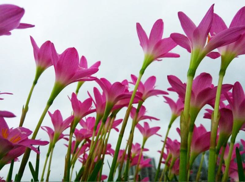 风雨兰种球重瓣韭兰葱兰花苗石蒜庭院花坛四季花卉绿植盆栽种