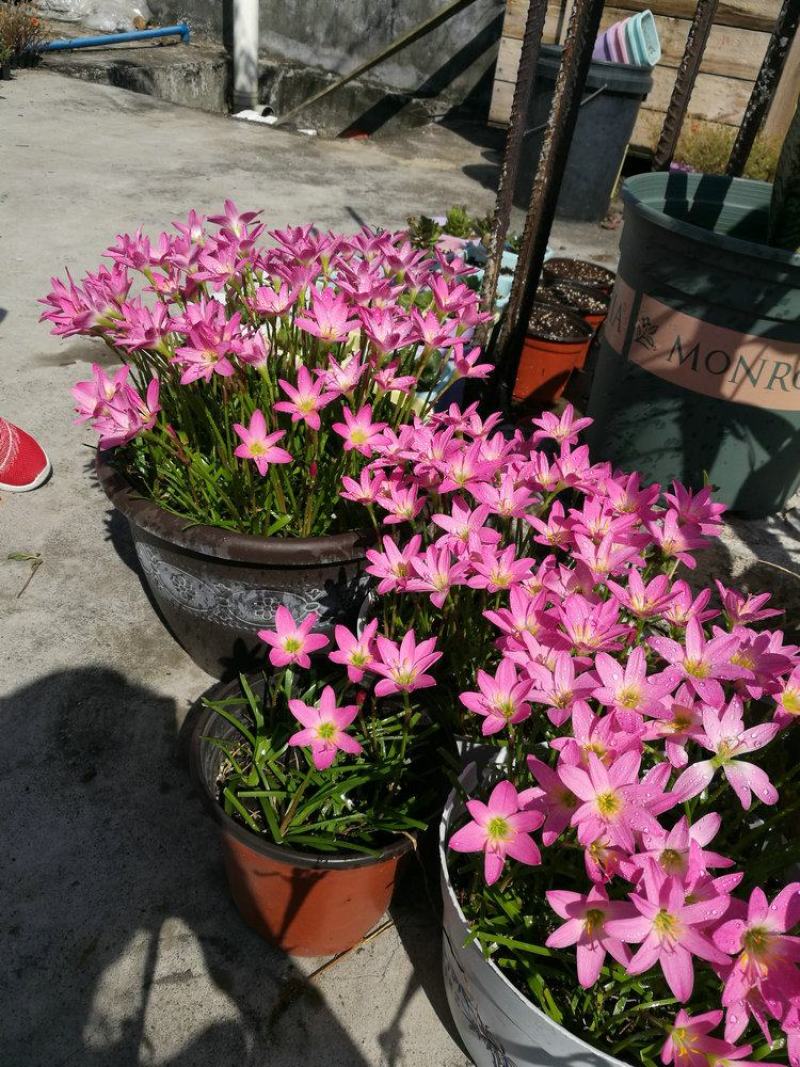 风雨兰种球重瓣韭兰葱兰花苗石蒜庭院花坛四季花卉绿植盆栽种