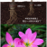 风雨兰种球重瓣韭兰葱兰花苗石蒜庭院花坛四季花卉绿植盆栽种