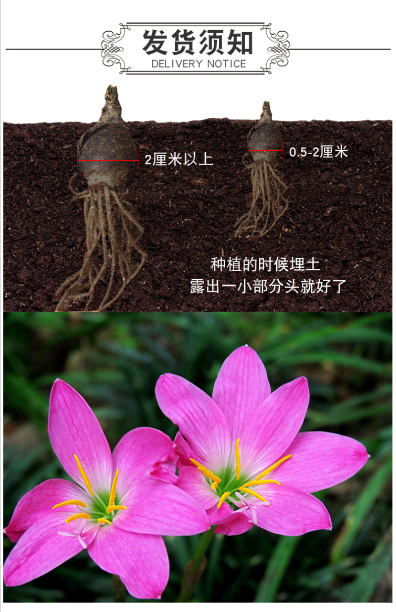 风雨兰种球重瓣韭兰葱兰花苗石蒜庭院花坛四季花卉绿植盆栽种