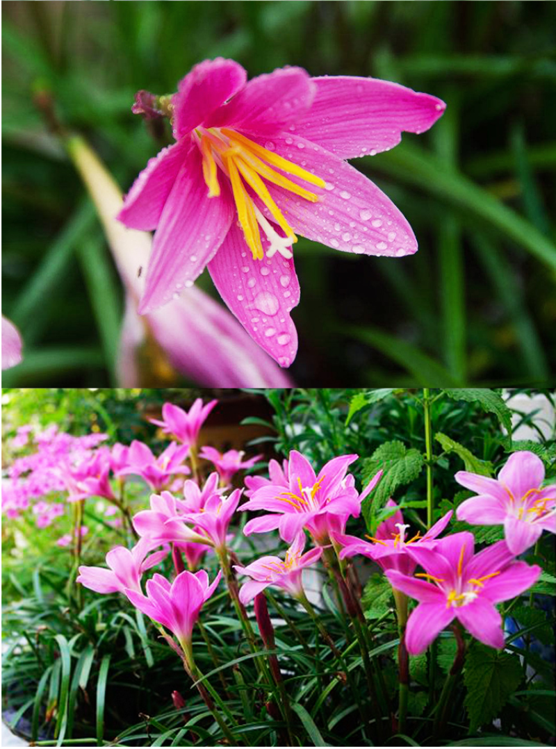 风雨兰种球重瓣韭兰葱兰花苗石蒜庭院花坛四季花卉绿植盆栽种