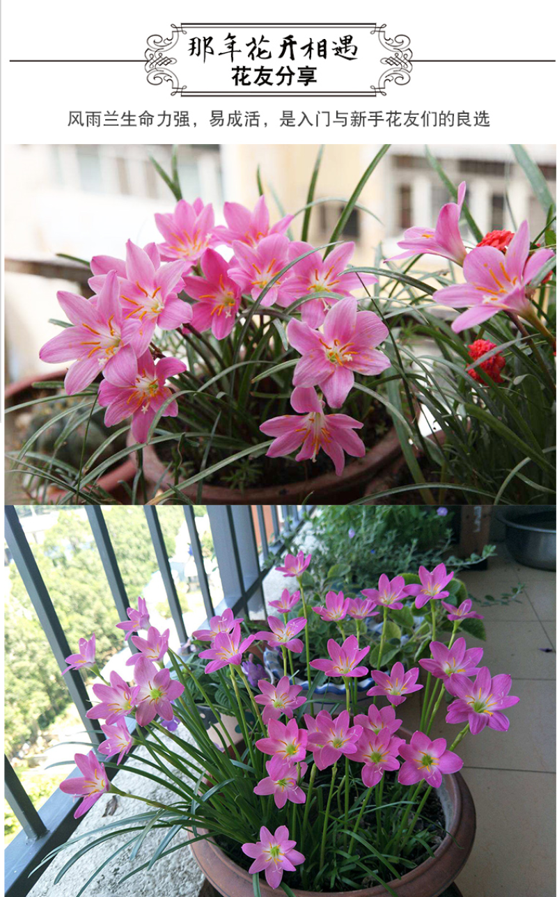 风雨兰种球重瓣韭兰葱兰花苗石蒜庭院花坛四季花卉绿植盆栽种