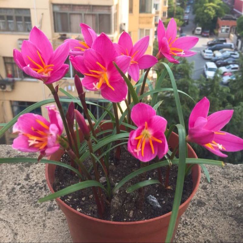 风雨兰种球重瓣韭兰葱兰花苗石蒜庭院花坛四季花卉绿植盆栽种