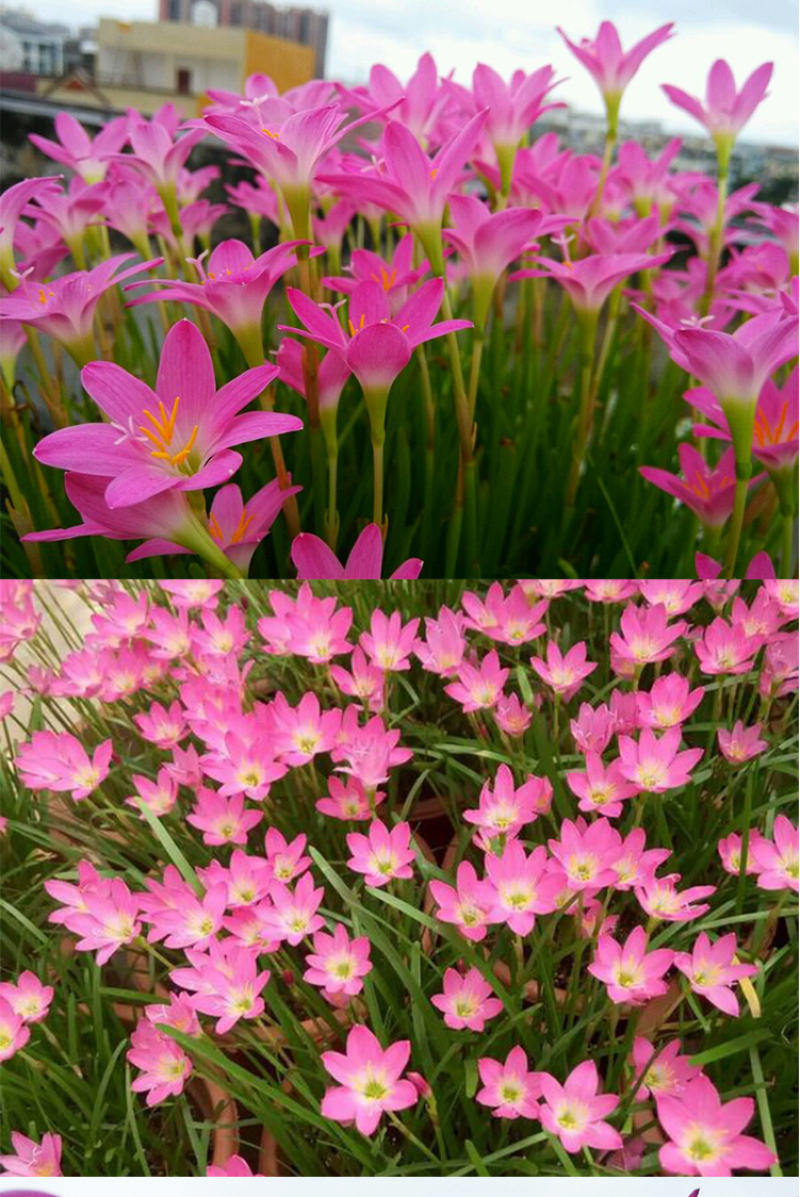 风雨兰种球重瓣韭兰葱兰花苗石蒜庭院花坛四季花卉绿植盆栽种