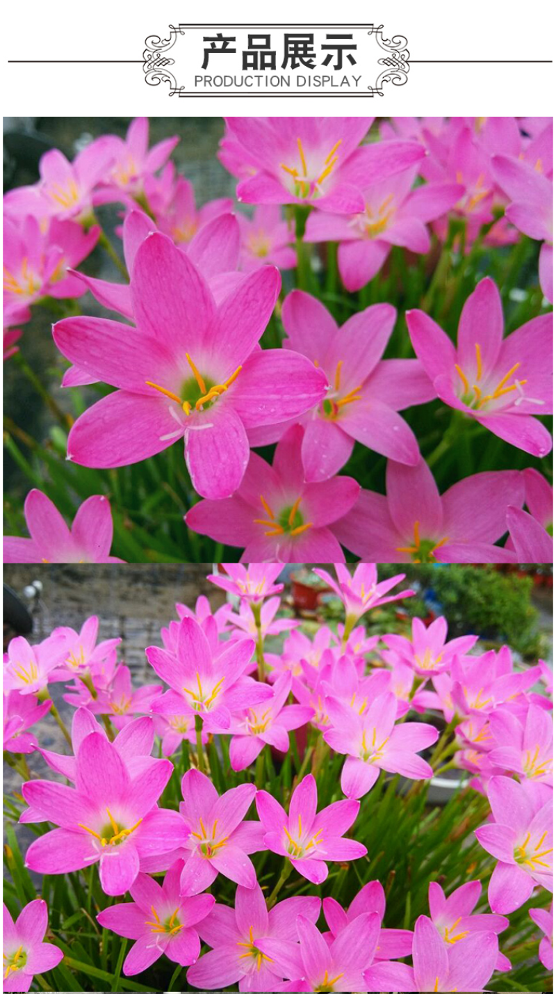 风雨兰种球重瓣韭兰葱兰花苗石蒜庭院花坛四季花卉绿植盆栽种
