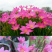 风雨兰种球重瓣韭兰葱兰花苗石蒜庭院花坛四季花卉绿植盆栽种