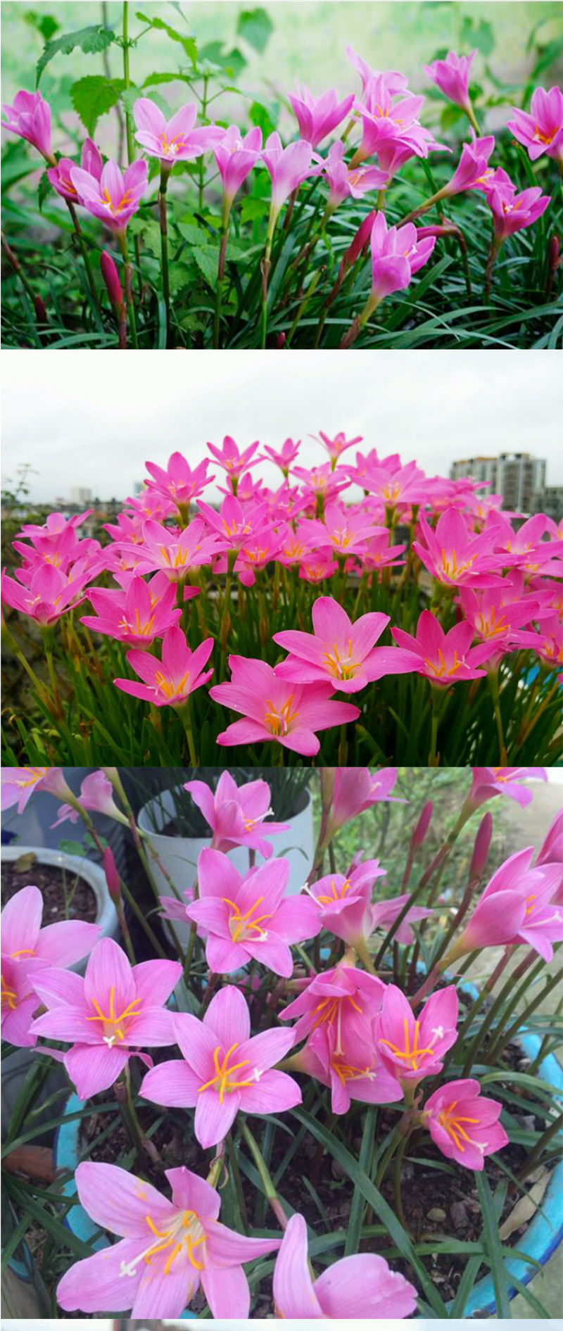 风雨兰种球重瓣韭兰葱兰花苗石蒜庭院花坛四季花卉绿植盆栽种