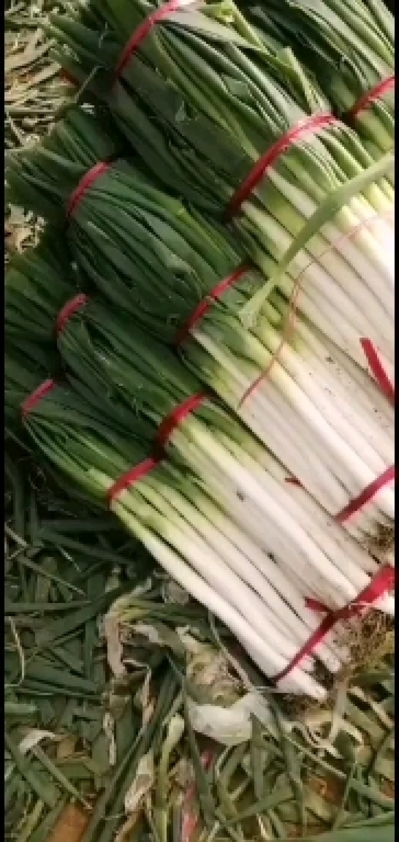 铁杆大葱，粗细均匀，质量好，一手货源，欢迎选购