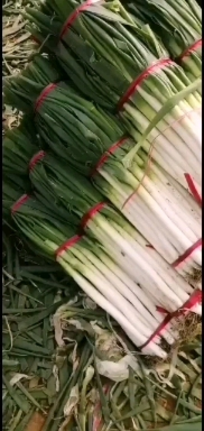 铁杆大葱，粗细均匀，质量好，一手货源，欢迎选购