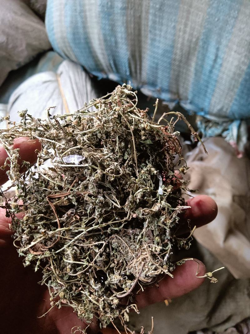 鹅不食草