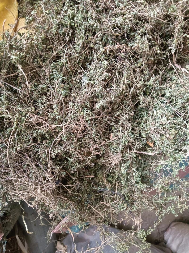 鹅不食草