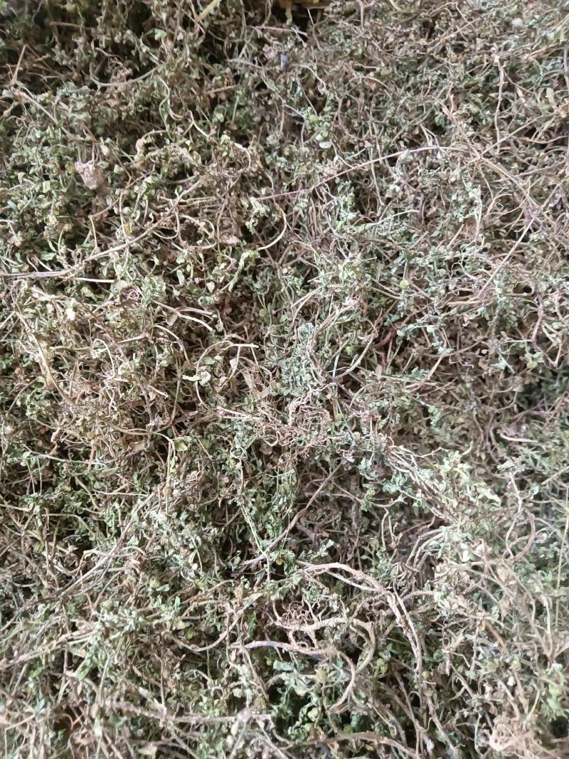 鹅不食草