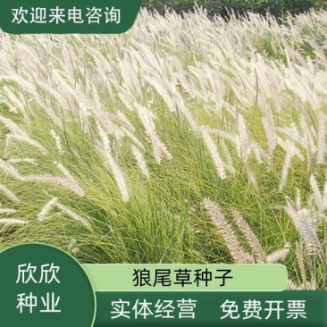 狼尾草种子四季开花易种活的室内阳台盆栽绿植庭院观赏花卉