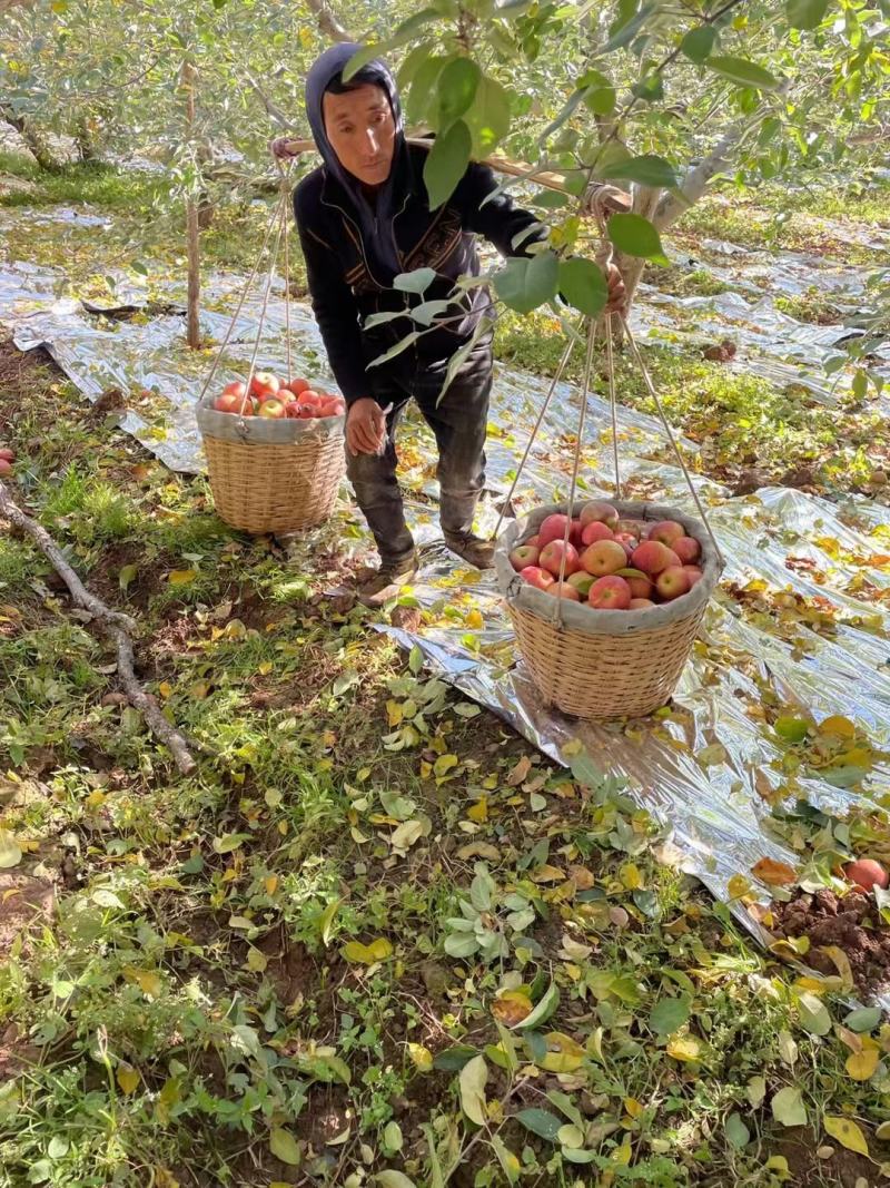 大凉山丑苹果/一件代发/产地直供/电商/微商/直播平台