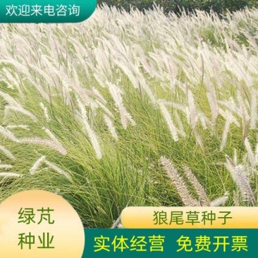 护坡草种子观赏狼尾草种子狗尾巴草种子猫尾巴草种子四季易种