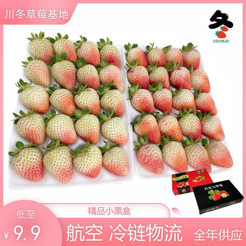 烘焙草莓四季草莓巧克力草莓冬草莓夏草莓甜查理章姬草莓黔莓