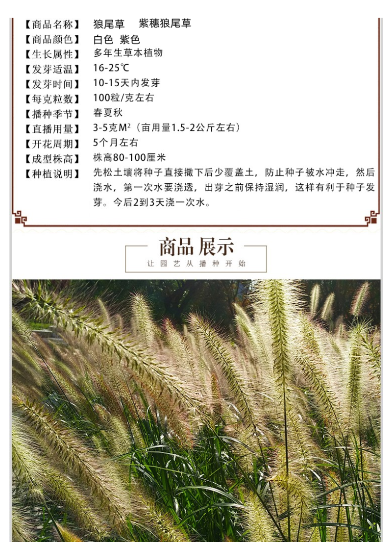 护坡草种子观赏狼尾草种子狗尾巴草种子猫尾巴草种子四季易种