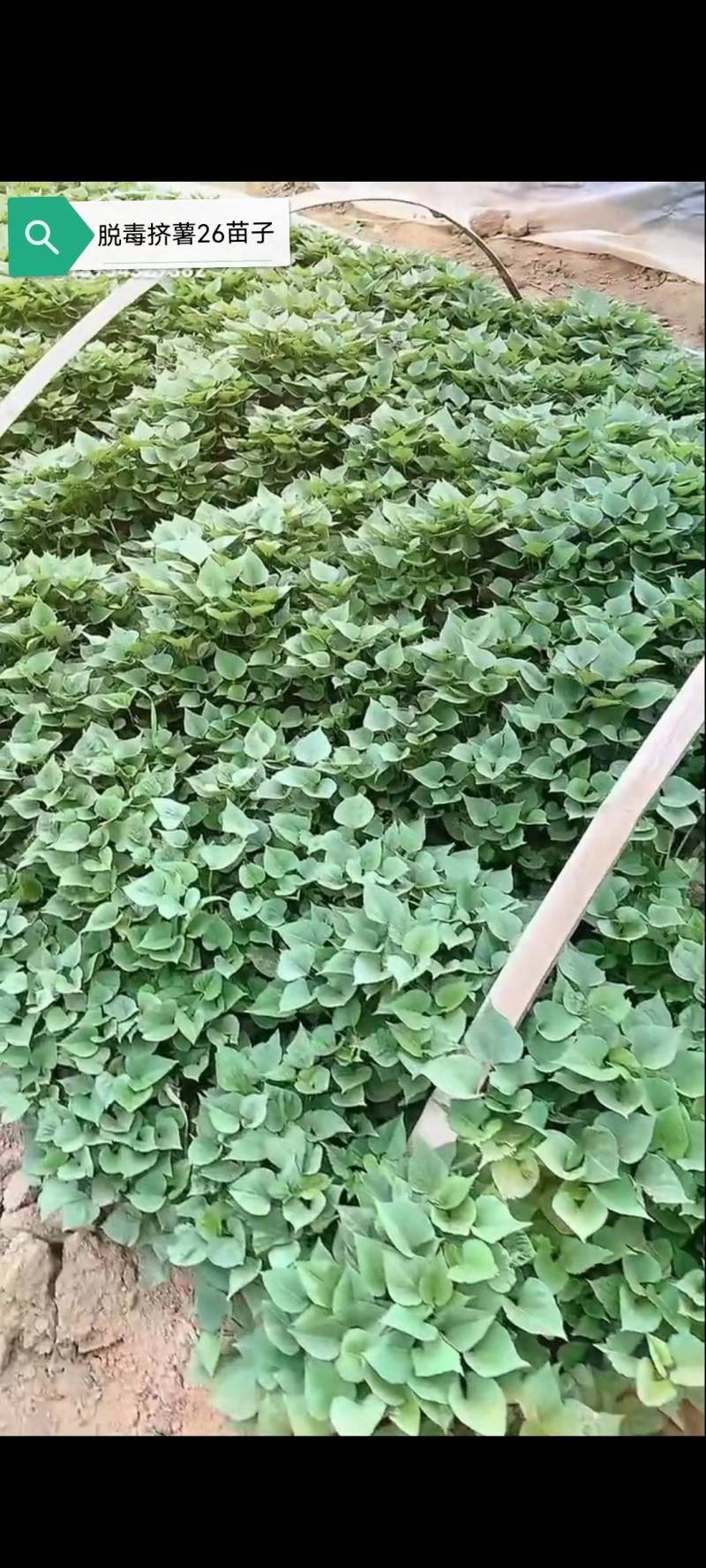 大家好，北京大兴机场红薯苗基地，接受预订红苗，品种多，