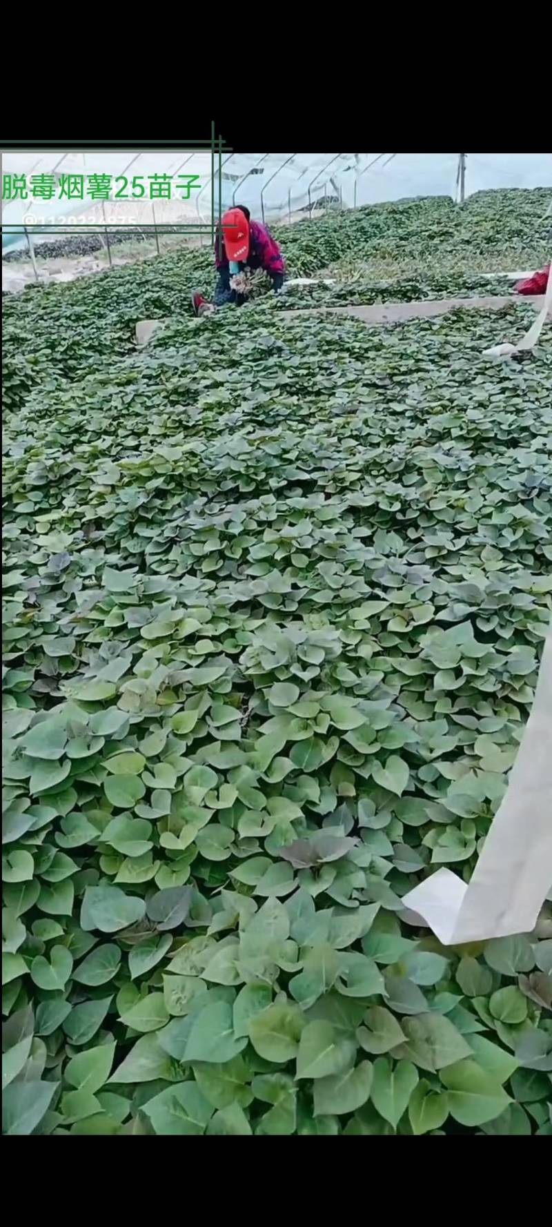 大家好，北京大兴机场红薯苗基地，接受预订红苗，品种多，