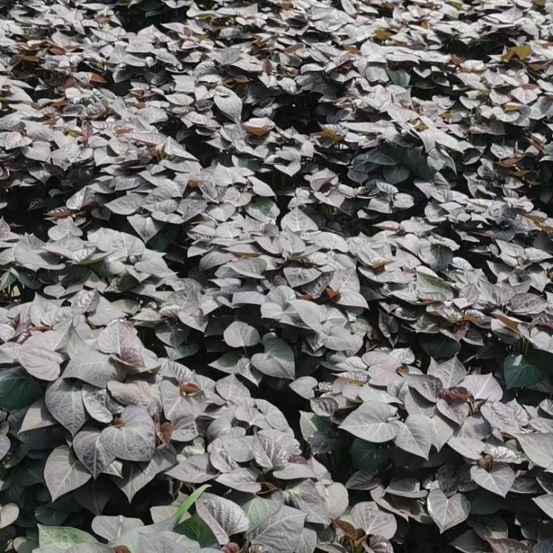大家好，北京大兴机场红薯苗基地，接受预订红苗，品种多，