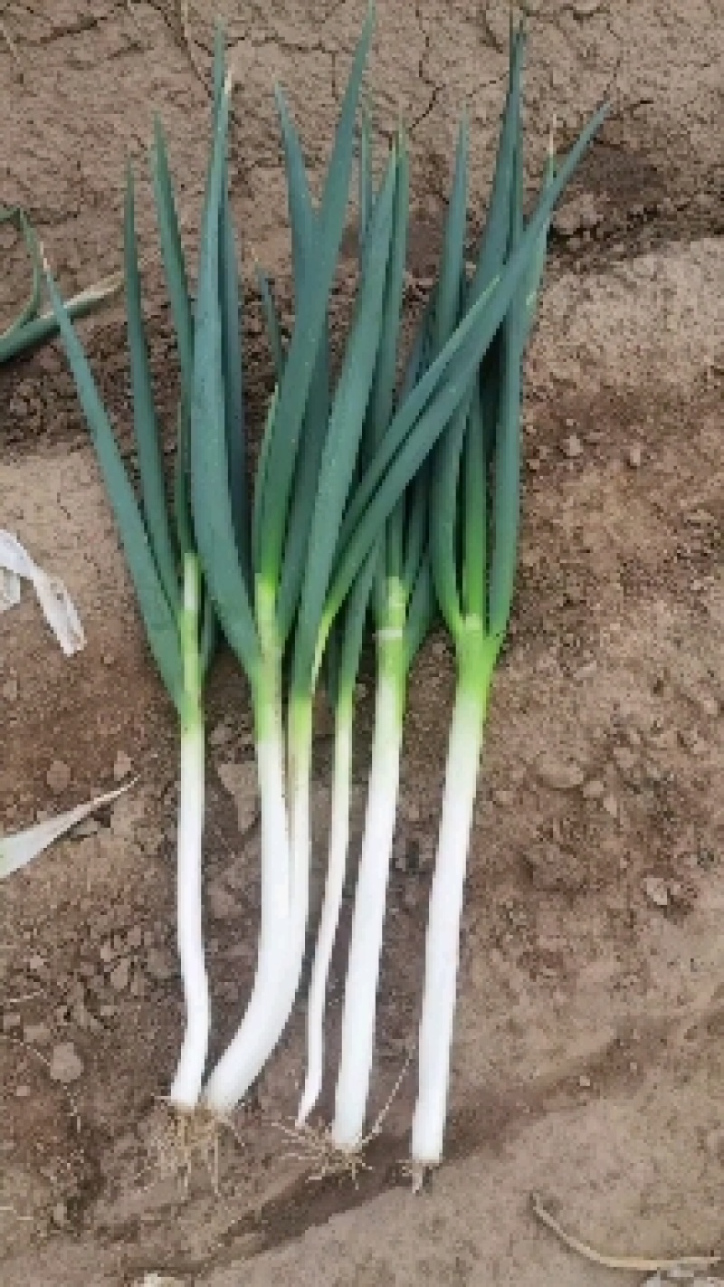 长白大怱