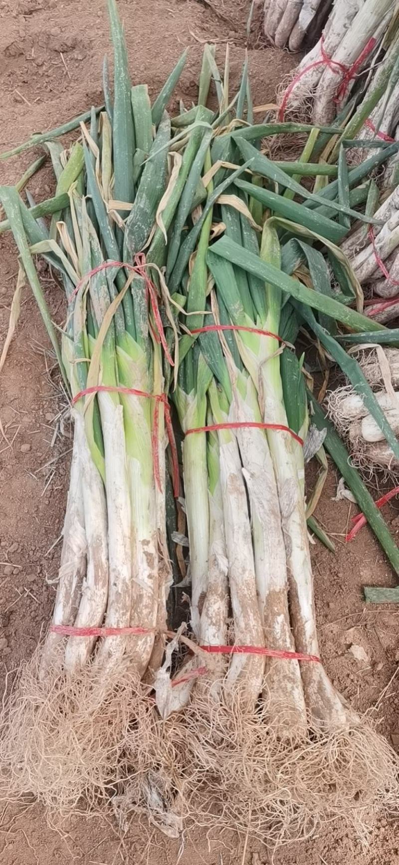 长白大怱