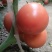 精品大口感西红柿农户自产自销